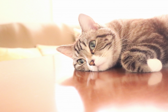 何かを考える猫